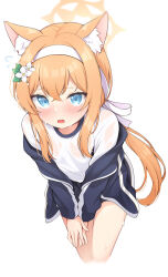 Rule 34 | 1girl, absurdres, animal ear fluff, animal ears, blue archive, blue eyes, blush, commentary request, cropped legs, flower, flying sweatdrops, hair flower, hair ornament, hairband, halo, highres, jacket, leaning forward, long hair, looking at viewer, maccha, mari (blue archive), mari (track) (blue archive), official alternate costume, orange hair, see-through, simple background, solo, sweat, very long hair, white background, white hairband