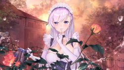 Rule 34 | 1girl, apron, azur lane, belfast (azur lane), blue eyes, blush, braid, breasts, chain, cleavage, cloud, commentary, commentary request, corset, elbow gloves, fence, finger to mouth, flower, french braid, frilled gloves, frills, gloves, highres, holding, house, large breasts, leaf, long hair, maid, maid apron, maid headdress, open mouth, outdoors, plant, rose, silver hair, sunset, tree, tsunano (koi pink), very long hair, water drop, watering, watering can, white gloves