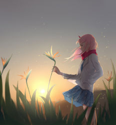 Rule 34 | 10s, 1girl, bird of paradise flower, commentary request, darling in the franxx, flower, from side, green eyes, hairband, hand in pocket, highres, holding, holding flower, horns, jacket, pink hair, plaid, plaid skirt, red horns, red scarf, scarf, school uniform, skirt, sky, solo, standing, sunset, umumu, white hairband, zero two (darling in the franxx)