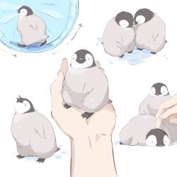 Rule 34 | 1other, animal, animal focus, arrow (symbol), bird, commentary request, hamster wheel, highres, holding, holding animal, original, out of frame, penguin, tama (tama-s), white background