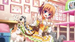 Rule 34 | 1girl, ahoge, animal ears, back bow, bare shoulders, bell, biting, biting clothes, blue eyes, blush, bow, brown bow, calico, cat, cat ears, cat tail, cat tower, corset, detached sleeves, dot nose, dress, fake animal ears, fake tail, film grain, frilled skirt, frills, from side, game cg, grey cat, hands up, indoors, izumi tsubasu, jingle bell, layered skirt, looking at viewer, maid, maid headdress, non-web source, official art, open mouth, orange bow, orange hair, paw print, paw print pattern, picture frame, re:stage!, shikimiya mana, short hair, sidelocks, skirt, solo, sparkle, striped tail, surprised, tail, thighhighs, white cat, white dress, yawning, yellow skirt, zettai ryouiki