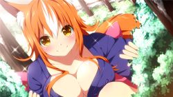 Rule 34 | 1girl, akina (sakura santa), animal ears, blush, breasts, cleavage, collarbone, dutch angle, female focus, forest, fox ears, fox tail, game cg, happy, inma, japanese clothes, kimono, large breasts, legs, long hair, long sleeves, looking at viewer, multicolored hair, nature, sakura santa, smile, solo, squatting, tail, thighs, tree, winged cloud, yellow eyes