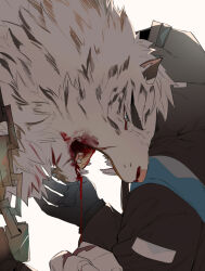 Rule 34 | 1boy, 1other, animal ears, arknights, blood, blood from mouth, chain, chain necklace, doctor (arknights), from side, furry, furry male, hinokumo f, hood, hood up, jewelry, male focus, mountain (arknights), necklace, sharp teeth, short hair, size difference, teeth, tiger boy, tiger ears, white fur