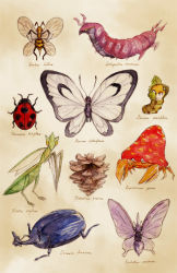 Rule 34 | animal, antennae, beedrill, beige background, butterfree, chupachup, creatures (company), game freak, gen 1 pokemon, gen 2 pokemon, gen 5 pokemon, heracross, ledyba, nintendo, no humans, painting (medium), parasect, pineco, pokemon, pokemon (creature), realistic, scolipede, scyther, sewaddle, simple background, traditional media, venomoth, watercolor (medium), wings