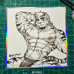 Rule 34 | 1boy, abs, absurdres, animal ears, arknights, bara, bulge, come hither, facial hair, furry, furry male, goatee, greyscale, highres, large pectorals, male focus, monochrome, mountain (arknights), muscular, muscular male, nipples, pectorals, pen (medium), photo (medium), scar, scar across eye, scar on arm, seductive smile, shibata akira, shikishi, short hair, smile, solo, spread legs, stomach, thick eyebrows, tiger boy, tiger ears, topless male, v-taper