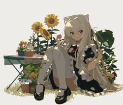 Rule 34 | 1girl, animal ear fluff, animal ears, apron, black dress, black ribbon, blonde hair, closed mouth, dress, flower, frilled apron, frilled dress, frills, hair ribbon, highres, kgt (pixiv12957613), knees together feet apart, knees up, lion ears, looking at viewer, maid, maid apron, mary janes, neck ribbon, one side up, original, plant, puffy short sleeves, puffy sleeves, purple eyes, red ribbon, ribbon, shoes, short sleeves, sitting, smile, sunflower, thighhighs, white apron, white thighhighs