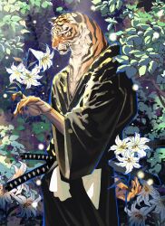 1boy animal_ears black_kimono black_nails blue_outline body_fur cowboy_shot fingernails flower from_side furry furry_male highres holding holding_flower japanese_clothes katana kimono leaf lily_(flower) llishifu looking_at_viewer male_focus orange_fur original outline sharp_fingernails solo standing sword tiger_boy tiger_ears weapon whiskers white_flower yellow_eyes