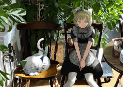 Rule 34 | 1girl, absurdres, animal ears, bad id, bad pixiv id, basket, blonde hair, cat, chair, closed mouth, dishes, feet out of frame, green eyes, hands on lap, highres, indoors, industrial pipe, looking at viewer, maid, maid headdress, medium skirt, original, pantyhose, plant, potted plant, sara manta, shadow, short hair, short sleeves, sink, sitting, skirt, sleeping, smile, spoon, sticker, table, v arms, white pantyhose, wood, wooden chair, wooden floor