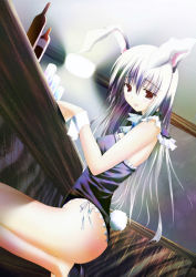 Rule 34 | 1girl, :p, animal ears, bare legs, bottle, female focus, gisyo, leotard, long hair, playboy bunny, rabbit ears, rabbit girl, rabbit tail, red eyes, reisen udongein inaba, silver hair, solo, tail, tongue, tongue out, touhou, wrist cuffs