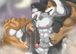 Rule 34 | bara, furry, furry male, male focus, muscular, tiger, tongue, wolf, yaoi