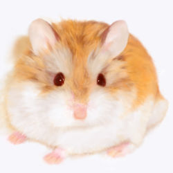 Rule 34 | animal, close-up, derivative work, feet, hamster, looking at viewer, no humans, nose, original, photorealistic, realistic, red eyes, simple background, solo, tail, usatan (artist), whiskers, white background