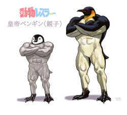 Rule 34 | abs, animal, animal focus, animal name, artist name, beak, bird, black eyes, commentary, crossed arms, emperor penguin, full body, looking at viewer, matataku, muscular, no humans, original, penguin, penguin chick, shadow, signature, simple background, standing, translated, webbed feet, white background