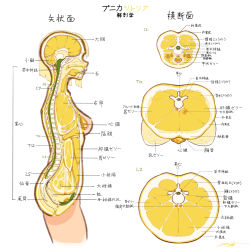 Rule 34 | 1girl, anatomy, bisected, blonde hair, commentary request, food, fruit, highres, lemon, lemon slice, lungs, organs, original, punica citrea (zeniyan), seed, short hair, signature, simple background, solo, spine, translation request, white background, zeniyan