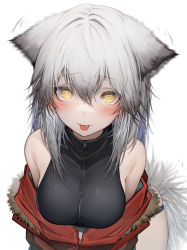Rule 34 | 1girl, :p, absurdres, animal ears, arknights, black one-piece swimsuit, blush, breasts, casual one-piece swimsuit, fur-trimmed jacket, fur trim, grey hair, hair between eyes, highres, jacket, looking at viewer, medium breasts, off shoulder, one-piece swimsuit, open clothes, open jacket, projekt red (arknights), projekt red (light breeze) (arknights), red jacket, solo, straight-on, swimsuit, tab head, tongue, tongue out, upper body, white background, wolf ears, yellow eyes