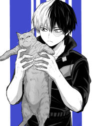 Rule 34 | 1boy, animal, belt, blue background, boku no hero academia, bui (buupopopopopo), burn scar, cat, costume, frown, greyscale, greyscale with colored background, hair between eyes, heterochromia, highres, holding, holding animal, holding cat, long bangs, longcat (meme), looking at animal, looking at object, male focus, meme, monochrome, multicolored hair, open collar, scar, scar across eye, scar on face, short hair, sideways glance, solo focus, spot color, striped, striped background, todoroki shouto, two-tone hair, whiskers, white background