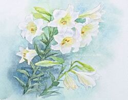 Rule 34 | english text, flower, highres, no humans, nori02222, original, painting (medium), plant, realistic, still life, traditional media, watercolor (medium), white background, white flower