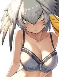 Rule 34 | 10s, 1girl, backlighting, blush, bra, breasts, cleavage, closed mouth, collarbone, commentary, green eyes, grey bra, guchico, head wings, kemono friends, large breasts, looking at viewer, shoebill (kemono friends), silver hair, simple background, solo, underwear, unfinished, upper body, white background, wings