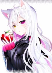 Rule 34 | 1girl, animal ear fluff, animal ears, apple, black jacket, blurry, blush, border, brown eyes, chestnut mouth, commentary request, depth of field, ear piercing, food, fruit, hair between eyes, hands up, head tilt, heterochromia, holding, holding food, hood, hood down, hooded jacket, jacket, lace, lace border, long hair, long sleeves, original, ornate border, parted lips, piercing, purple eyes, red apple, shiira (nya rl), silver hair, simple background, sleeves past wrists, slit pupils, solo, tail, very long hair, white background