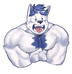 Rule 34 | 1boy, absurdres, animal ear fluff, animal ears, bara, blue doggo (ttn), blue fur, blue hair, chest tuft, cropped shirt, dog boy, dog ears, facial hair, furry, furry male, goatee stubble, half-closed eyes, highres, huge eyebrows, large pectorals, male focus, muscular, muscular male, open mouth, original, pectoral squeeze, pectorals, short hair, solo, stubble, sweat, thick eyebrows, tongue, tongue out, ttn (239 239), two-tone fur, v arms, white fur