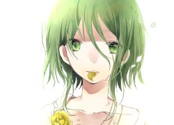 Rule 34 | 1girl, bad id, bad pixiv id, birthday, collarbone, empty eyes, eyebrows, eyelashes, flower, green eyes, gumi, hachimitsu honey, hair between eyes, highres, looking at viewer, messy hair, mouth hold, parted lips, petals, portrait, rose, short hair, short hair with long locks, simple background, sketch, solo, teeth, vocaloid, water, water drop, wet, white background, yellow flower, yellow rose
