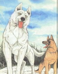 Rule 34 | dog, fang, german shepherd, lobo (fang), white wolf (fang), wolf, yellow eyes