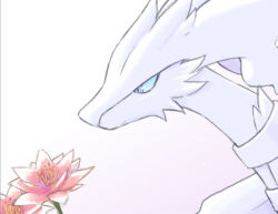 Rule 34 | aberu (ycrr3542), blue eyes, blue sclera, closed mouth, colored sclera, commentary request, creatures (company), flower, from side, game freak, gen 5 pokemon, legendary pokemon, looking down, nintendo, no humans, pink flower, pokemon, portrait, reshiram, white background, white fur