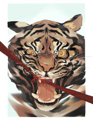 Rule 34 | absurdres, animal focus, aplysia05, border, chinese zodiac, colored sclera, highres, looking at viewer, new year, no humans, open mouth, original, portrait, string, string of fate, tiger, white border, wide-eyed, year of the tiger, yellow sclera