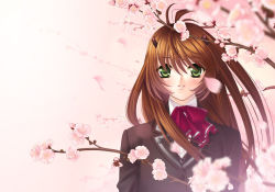 Rule 34 | brown hair, cherry blossoms, green eyes, hyougo kikusuimaru, long hair, school uniform, serafuku, solo