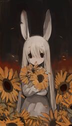 Rule 34 | 1girl, :&lt;, absurdres, animal ears, brown eyes, closed mouth, commentary request, cowboy shot, dress, falling petals, flower, grey dress, grey hair, highres, holding, holding flower, long hair, long sleeves, looking at viewer, notched ear, original, partial commentary, petal in mouth, petals, rabbit ears, shirokujira, solo, standing, straight-on, sunflower, very long hair, yellow flower