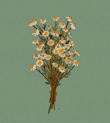Rule 34 | aqua background, bouquet, chamomile, commentary, commission, daisy, english commentary, flower, highres, leaf, libbyframe, no humans, original, plant, signature, simple background, still life, white flower