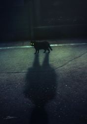 Rule 34 | animal, animal focus, black cat, cat, dark, different shadow, fracoco, glowing, glowing eyes, highres, horror (theme), night, no humans, original, outdoors, shadow, signature, yellow eyes