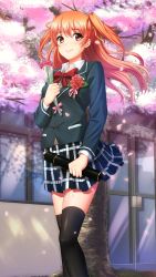 Rule 34 | 1girl, black jacket, black skirt, black thighhighs, bow, bowtie, brown eyes, cherry blossoms, closed mouth, collared shirt, day, doukyuusei another world, floating hair, flower, game cg, hair between eyes, hair ribbon, holding, holding flower, jacket, long hair, long sleeves, looking at viewer, miniskirt, official art, orange hair, outdoors, pink flower, pink ribbon, plaid, plaid skirt, pleated skirt, red bow, red bowtie, ribbon, school uniform, sendou airi, shiny clothes, shiny legwear, shirt, skirt, smile, solo, spring (season), standing, thighhighs, twintails, very long hair, white shirt, wing collar, yellow ribbon, zettai ryouiki