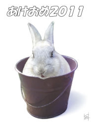 Rule 34 | 10s, 2011, animal, animal ears, black eyes, bucket, in container, mitsuki yuuya, new year, no humans, rabbit, rabbit ears, realistic, simple background, solo, translated, whiskers