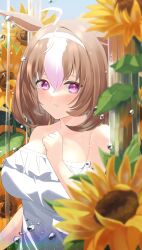 Rule 34 | 1girl, absurdres, ahoge, animal ears, bare shoulders, blush, breasts, brown hair, cleavage, commentary request, dress, field, flower, flower field, hair between eyes, hairband, highres, horse ears, horse girl, large breasts, luft9999, meisho doto (umamusume), outdoors, parted lips, purple eyes, short hair, solo, strapless, strapless dress, sunflower, sunflower field, umamusume, upper body, water drop, white dress, white hairband