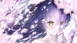 Rule 34 | 1girl, absurdres, birthday, blue hair, cherry blossoms, commentary, flower, highres, holding, holding petal, long hair, looking at viewer, love live!, love live! school idol project, n aaa01, petals, portrait, solo, sonoda umi, spring (season), yellow eyes