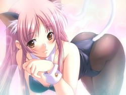 Rule 34 | 1girl, animal ears, bent over, blush, bra, breasts, brown eyes, cat ears, cat tail, dungeon crusaderz, erika rouleburg, game cg, kittysuit, lingerie, long hair, m&amp;m, nontraditional playboy bunny, pantyhose, pink hair, purple hair, solo, tail, underwear