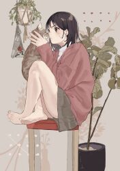 Rule 34 | 1girl, absurdres, animal, bare legs, barefoot, black hair, blush, brown background, brown cat, brown eyes, brown skirt, cat, closed mouth, collared shirt, crossed legs, feet, full body, hands up, highres, holding, holding animal, holding cat, jacket, knees up, legs, long sleeves, looking at another, medium hair, miniskirt, original, plant, pleated skirt, potted plant, red jacket, shirt, sitting, skirt, solo, sweatdrop, thighs, toenails, toes, un (un0044)
