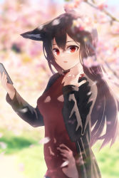 Rule 34 | 1girl, animal ears, black hair, black jacket, blurry, blurry background, blush, braid, breasts, cellphone, cherry blossoms, commentary request, fox ears, fox girl, hair between eyes, highres, holding, holding phone, hololive, jacket, kurokami fubuki, long hair, looking at viewer, open clothes, open jacket, open mouth, outdoors, phone, red eyes, red shirt, shirai yu, shirt, sidelocks, single braid, small breasts, solo, virtual youtuber