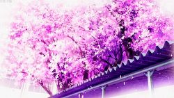 Rule 34 | animated, animated gif, cherry blossoms, hourou musuko, japan, lowres, no humans, petals, rooftop, spring (season), tree