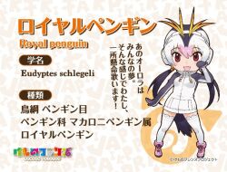 Rule 34 | 1girl, animal ears, extra ears, kemono friends, looking at viewer, official art, royal penguin (kemono friends), simple background, solo, tail, yoshizaki mine