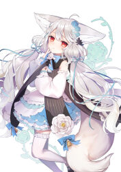 Rule 34 | ahoge, animal ear fluff, animal ears, ascot, asymmetrical legwear, bare shoulders, bell, black footwear, black sash, blue bow, blue dress, blue ribbon, bow, bowtie, braid, collar, collared dress, detached sleeves, dress, finger to mouth, floral print, flower, foot out of frame, foot up, fox ears, fox girl, fox tail, frilled collar, frilled dress, frilled sleeves, frills, hair between eyes, hair ornament, hair scrunchie, hands up, highres, large ears, large tail, layered dress, leg up, long hair, long sleeves, looking at viewer, low twintails, mg kurino, mismatched legwear, original, print background, puffy long sleeves, puffy sleeves, red eyes, ribbon, rose, rose print, sakurada shiro (hy plus), sakurada shiro (original) (hy plus), sash, scrunchie, short dress, side braid, sleeveless, sleeveless dress, sleeves past wrists, smile, solo, standing, standing on one leg, tail, thighhighs, twintails, vertical-striped sash, very long hair, white ascot, white background, white dress, white flower, white hair, white rose, white thighhighs