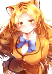 Rule 34 | 10s, 1girl, absurdres, animal ears, blonde hair, blush, bow, bowtie, brown hair, drill hair, golden tabby tiger (kemono friends), highres, kanzakietc, kemono friends, multicolored hair, orange hair, simple background, solo, tiger ears, upper body, white background, white hair, yellow eyes