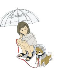 Rule 34 | 1girl, bare legs, black eyes, black footwear, brown hair, closed mouth, dog, full body, highres, holding, holding umbrella, ligton1225, looking at animal, looking to the side, medium hair, original, poncho, raised eyebrows, sandals, see-through, shadow, shiba inu, shirt, short shorts, shorts, simple background, solo, squatting, t-shirt, transparent, transparent umbrella, umbrella, white background, white shirt