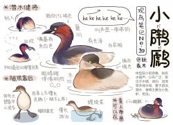 Rule 34 | ?, ??, animal, animal focus, bird, chinese commentary, chinese text, commentary request, fish, garlica, grebe, highres, no humans, original, partial commentary, simple background, swimming, translation request, water, white background