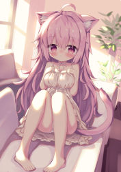 Rule 34 | 1girl, absurdres, ahoge, animal ears, bare arms, bare shoulders, barefoot, blush, breasts, cat ears, cat girl, cat tail, cleavage, closed mouth, collarbone, commentary, couch, dress, english commentary, frilled dress, frills, hair between eyes, hands up, highres, indoors, knees up, long hair, looking at viewer, medium breasts, on couch, original, panties, pigeon-toed, pink hair, plant, potted plant, red eyes, sitting, sleeveless, sleeveless dress, solo, sunlight, tail, underwear, very long hair, waste (arkaura), white dress, white panties, window, wooden floor