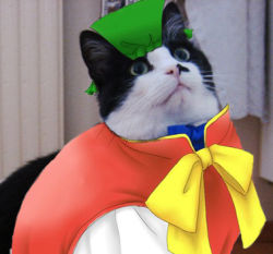 Rule 34 | cat, chen, hat, lowres, no humans, parody, photo (medium), solo, third-party edit, touhou