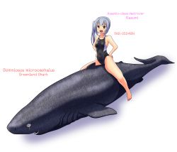 Rule 34 | 1girl, absurdres, arena (company), barefoot, black one-piece swimsuit, commentary request, competition swimsuit, english text, flat chest, full body, greenland shark, grey hair, hands on own hips, highres, kantai collection, kasumi (kancolle), long hair, looking at viewer, one-piece swimsuit, open mouth, riding, shark, side ponytail, simple background, swimsuit, tennouji masamichi, upper body, white background, yellow eyes