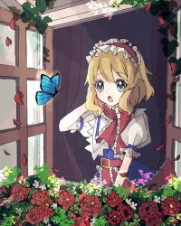 Rule 34 | 1girl, :o, alice margatroid, blonde hair, blue butterfly, blue dress, blue eyes, bug, butterfly, capelet, dress, flower, frilled hairband, frilled ribbon, frilled sleeves, frills, hair between eyes, hairband, highres, indoors, insect, mo 25 mo, open mouth, outdoors, petals, plant, puffy short sleeves, puffy sleeves, red flower, red hairband, red ribbon, red rose, ribbon, rose, short hair, short sleeves, solo, touhou, white capelet, window