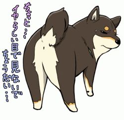 Rule 34 | all fours, animal, animal focus, anus, dog, from behind, glaring, looking back, lowres, no humans, nu tarou, original, shiba inu, simple background, solo, sweatdrop, text focus, translated, white background