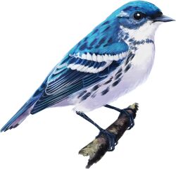 Rule 34 | animal, animal focus, beak, bird, blue feathers, cerulean warbler, commentary, english commentary, feathers, from side, full body, highres, no humans, original, tinylongwing, transparent background, white feathers